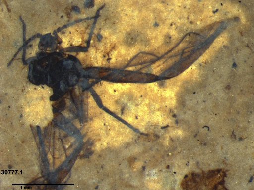 Aphididae