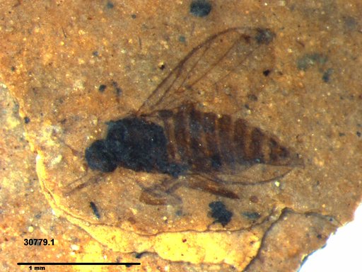 Diptera