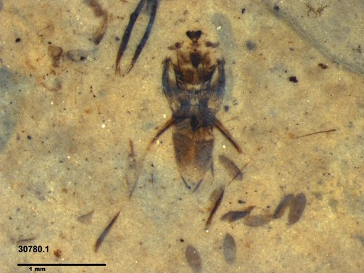 Notonectidae