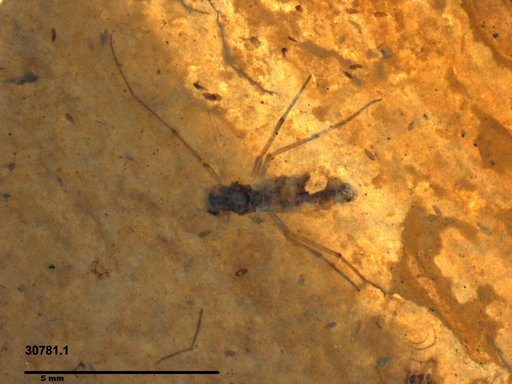 Diptera