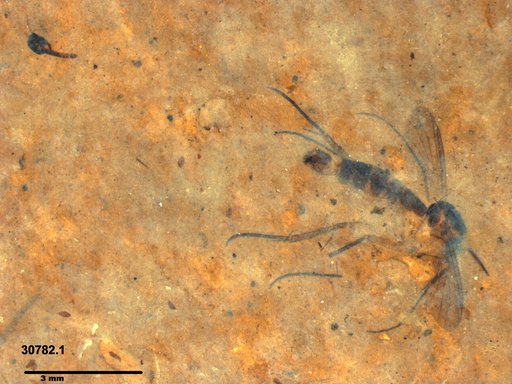 Mycetophilidae