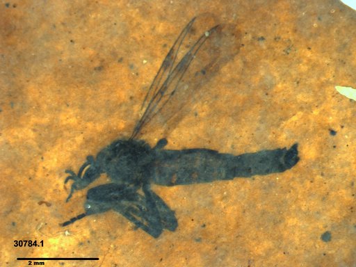 Diptera