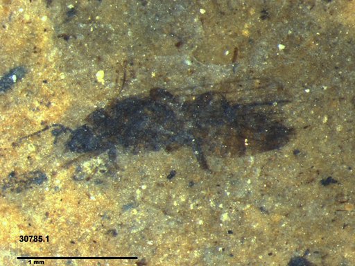 Genus sp