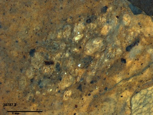 Genus sp