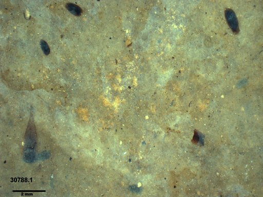 Tracheophyta