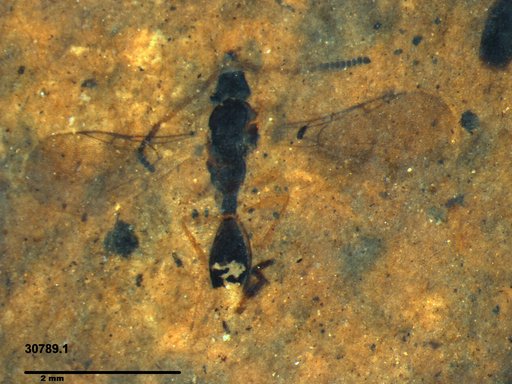 Diapriidae