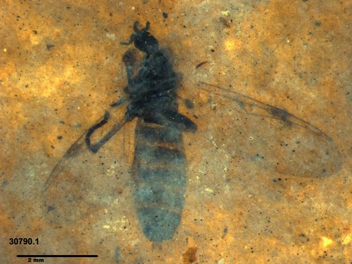Genus sp