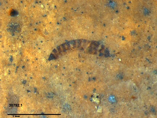 Genus sp
