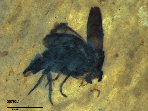 Mordellidae