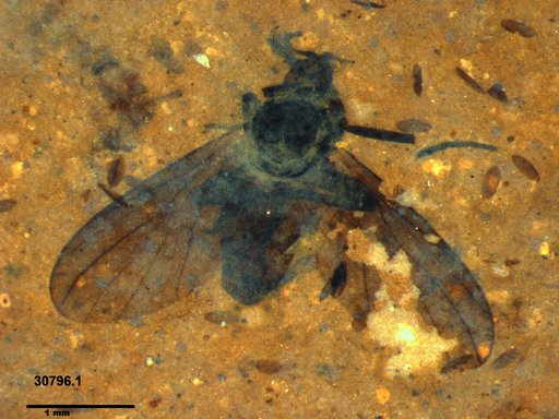 Diptera
