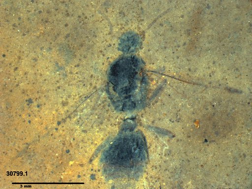 Formicidae