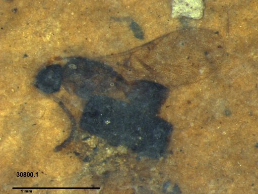 Diapriidae