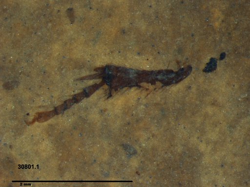 Insecta