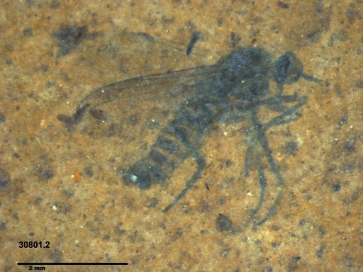 Diptera