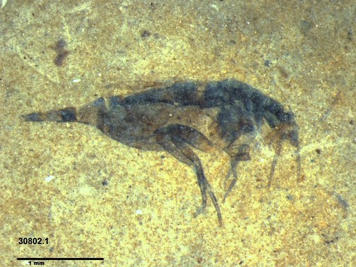 Phoridae