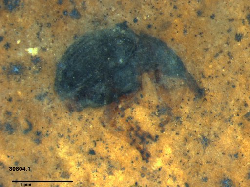 Genus sp