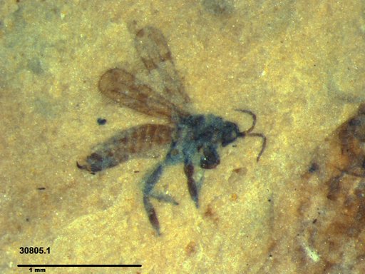Genus sp