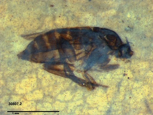 Phoridae