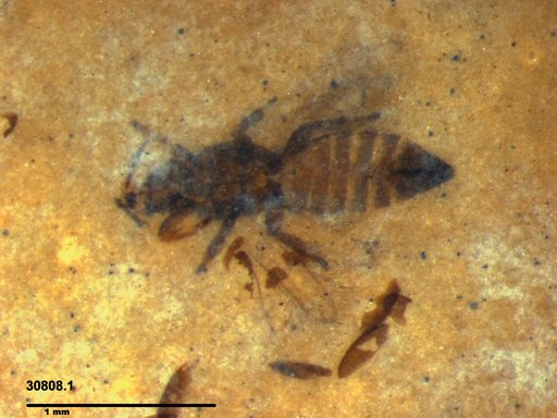 Genus sp