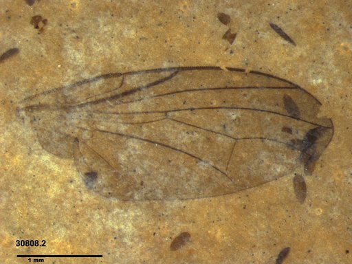 Diptera
