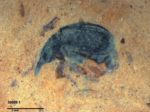 Genus sp