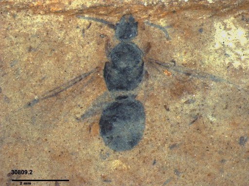 Formicidae
