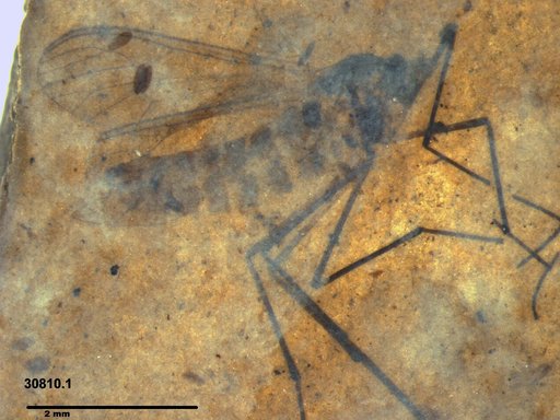 Dixidae