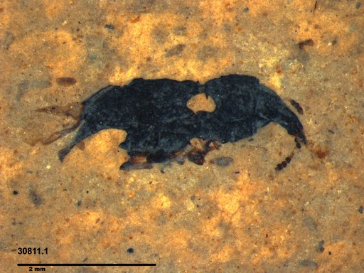 Genus sp