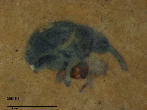 Genus sp
