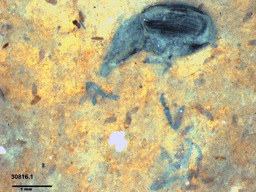 Genus sp