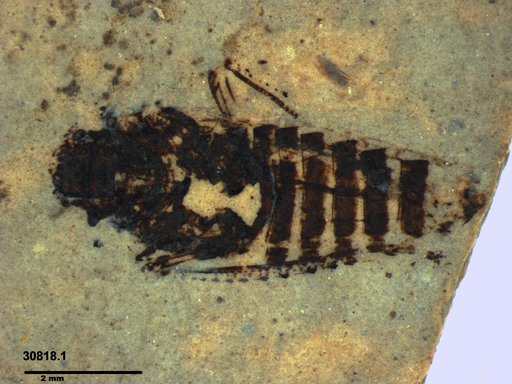 Genus sp