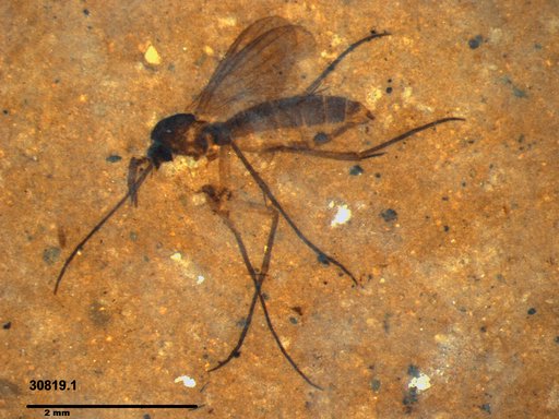 Mycetophilidae