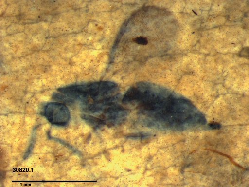 Genus sp