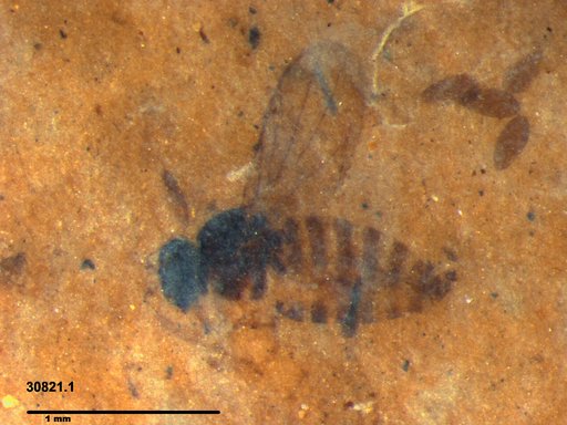 Diptera