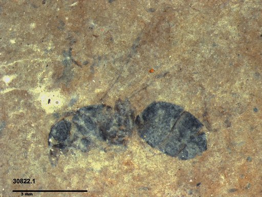 Formicidae