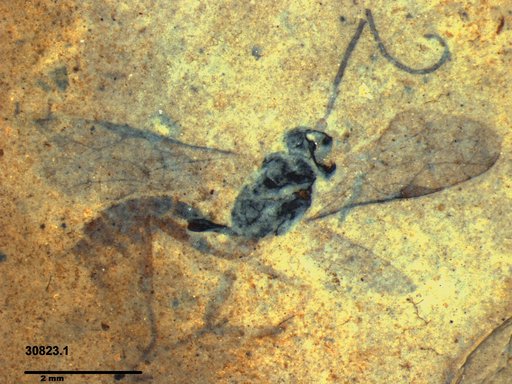 Ichneumonidae