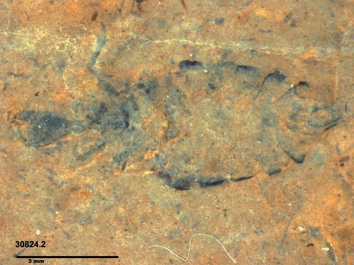 Genus sp