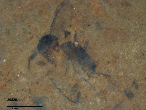 Mycetophilidae