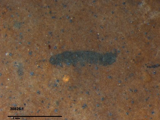 Genus sp