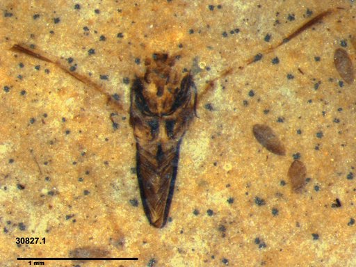 Notonectidae