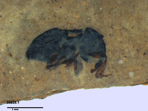 Genus sp