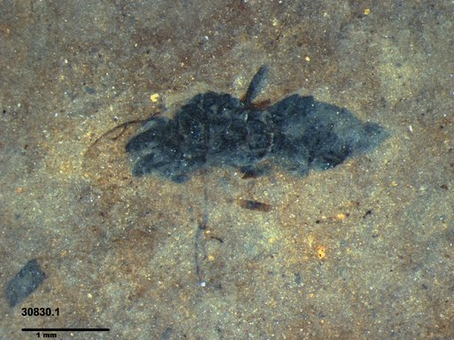 Genus sp