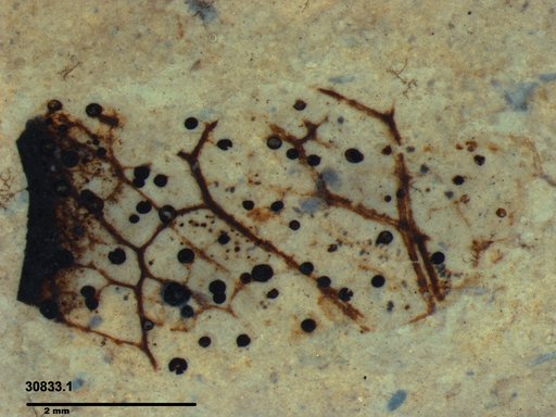Tracheophyta
