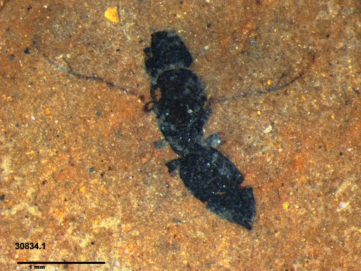 Genus sp