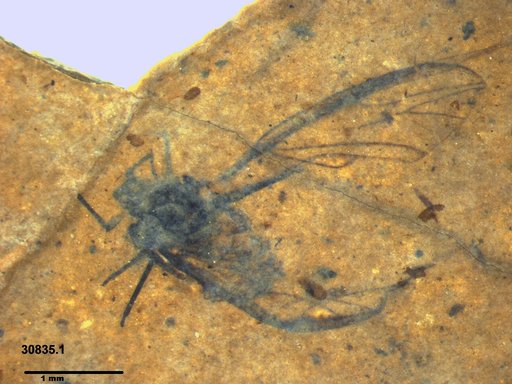 Aphididae