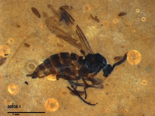 Sciaridae