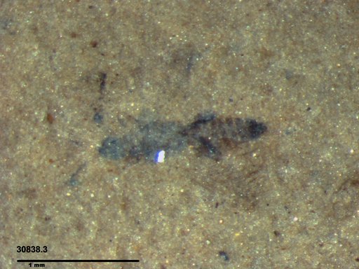 Genus sp