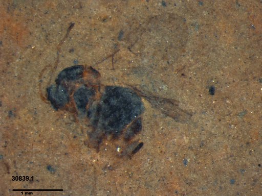 Genus sp