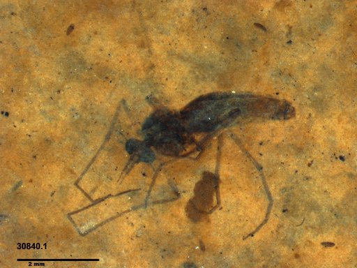 Diptera