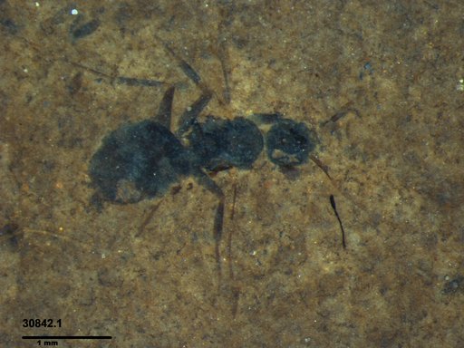 Formicidae